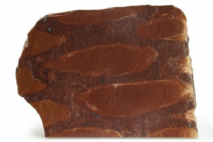 Polished Stromatolite (Jurusania) From Russia - Million Years #280768